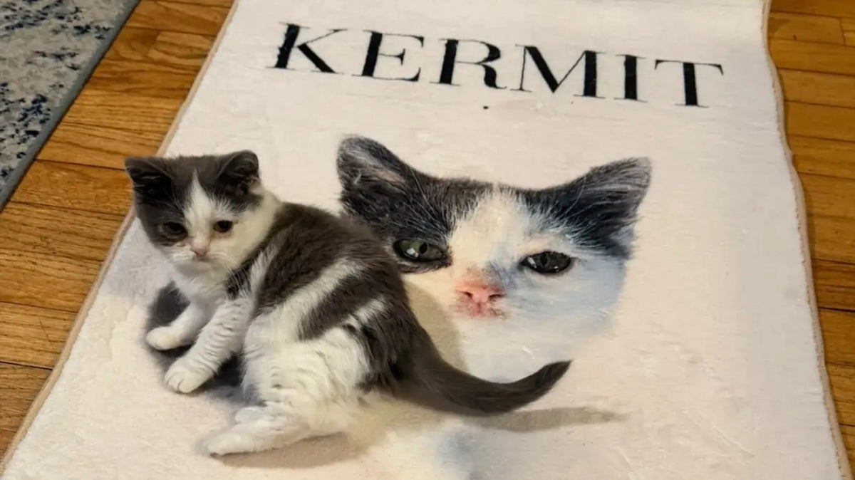 Kermit's Rug Story: From Viral TikTok Kitten to Custom Rug