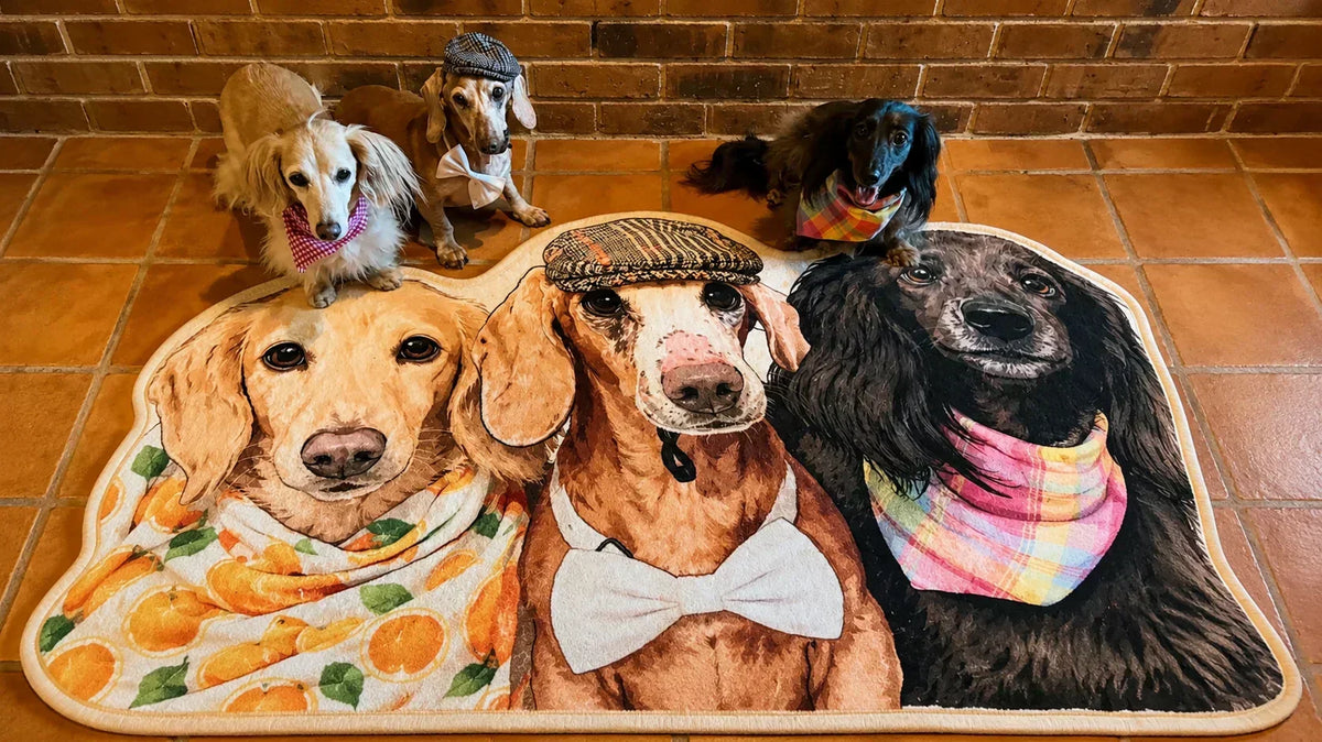 Custom Dachshund Rug for Three Dogs | Walter, Sanibel & Loreleiβs Story