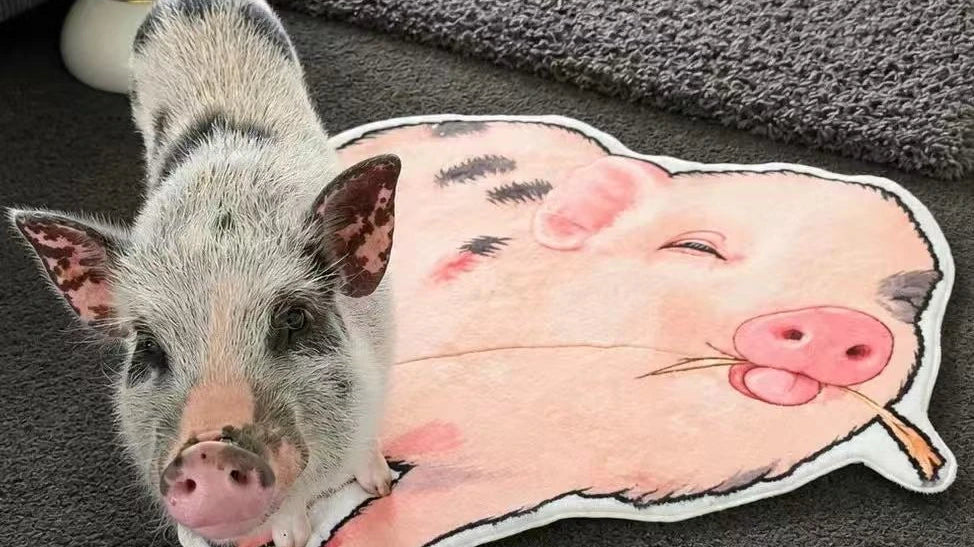 Meet Gertie: The Personality Behind This Custom Pig Rug