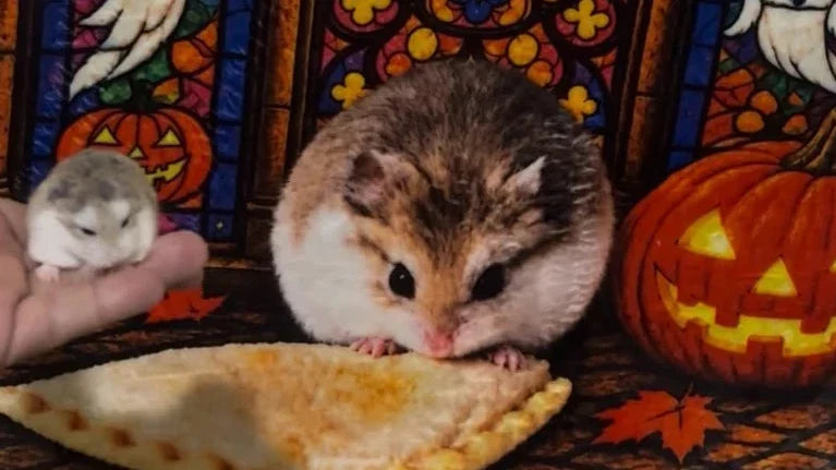 Nugget’s Halloween Hamster Wall Rug: From Snack Photo to Stained Glass