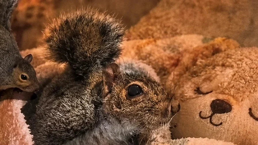Custom Squirrel Rug for Seymour | A Print Nest