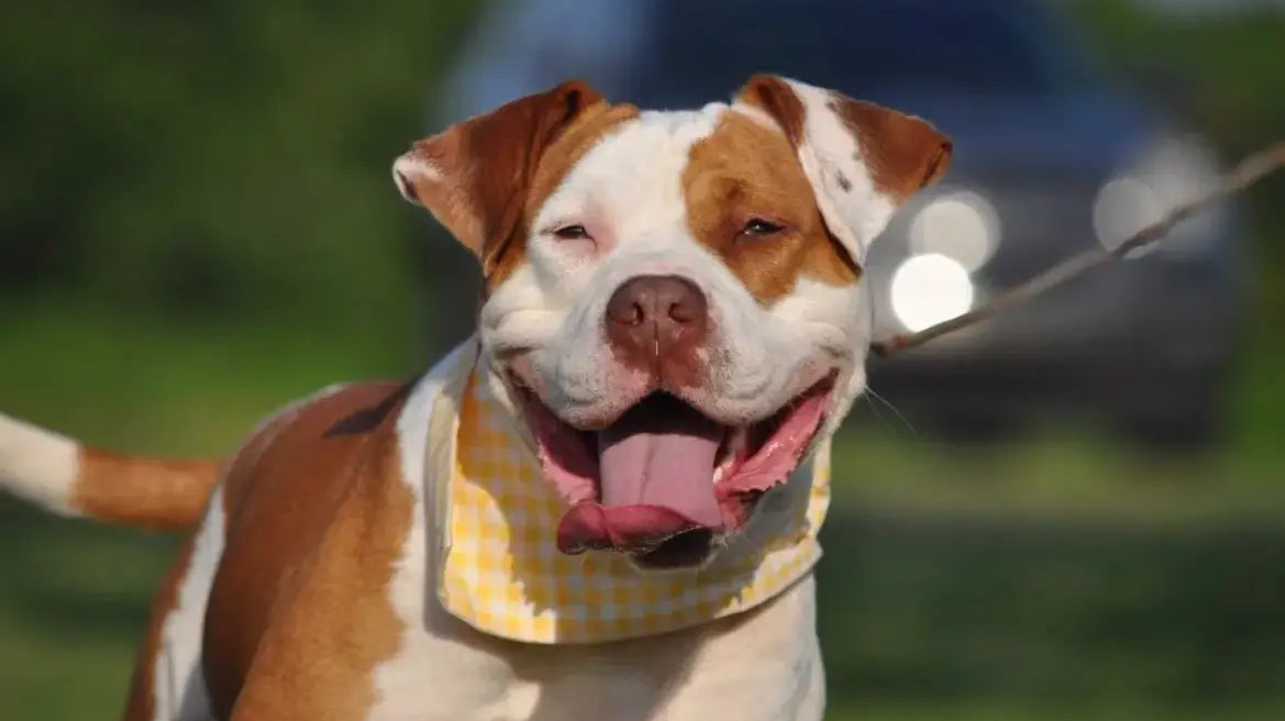 From Shelter to Forever Home: Spud's Custom Pet Rug Story