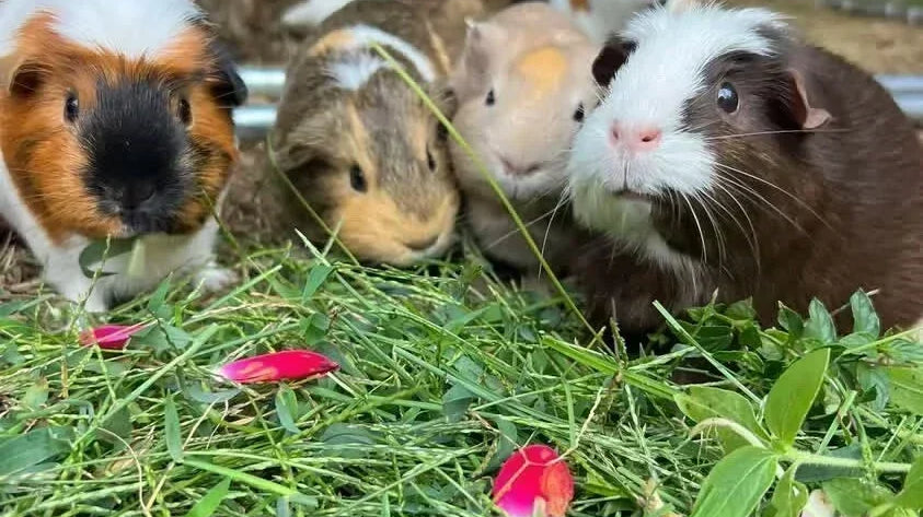 Two Guinea Pigs, One Custom Shaped Rug | Wheeks & Whiskers’ Story
