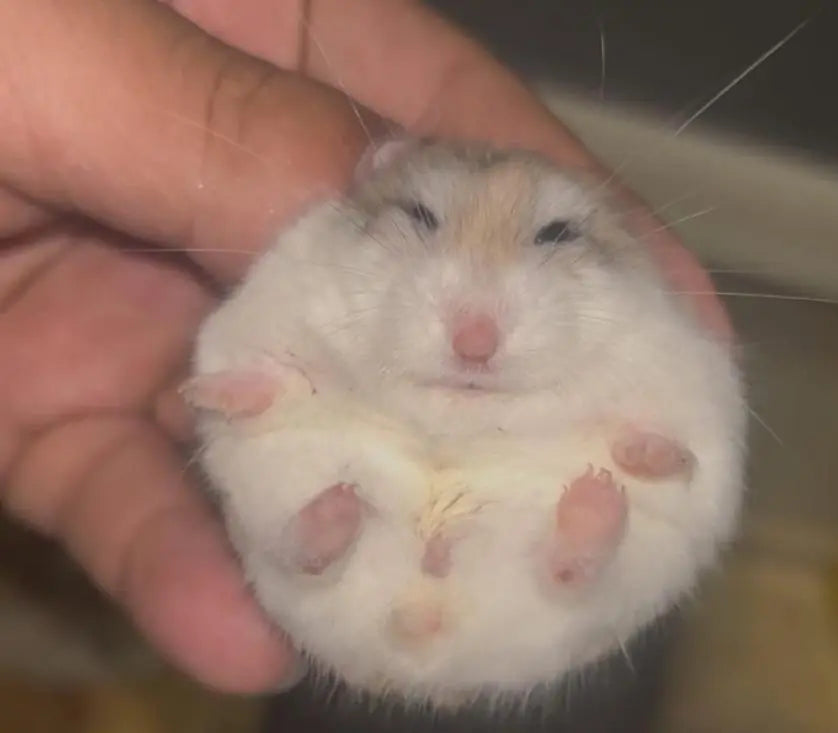 Nugget the hamster curled into a round pose in his owner's hand