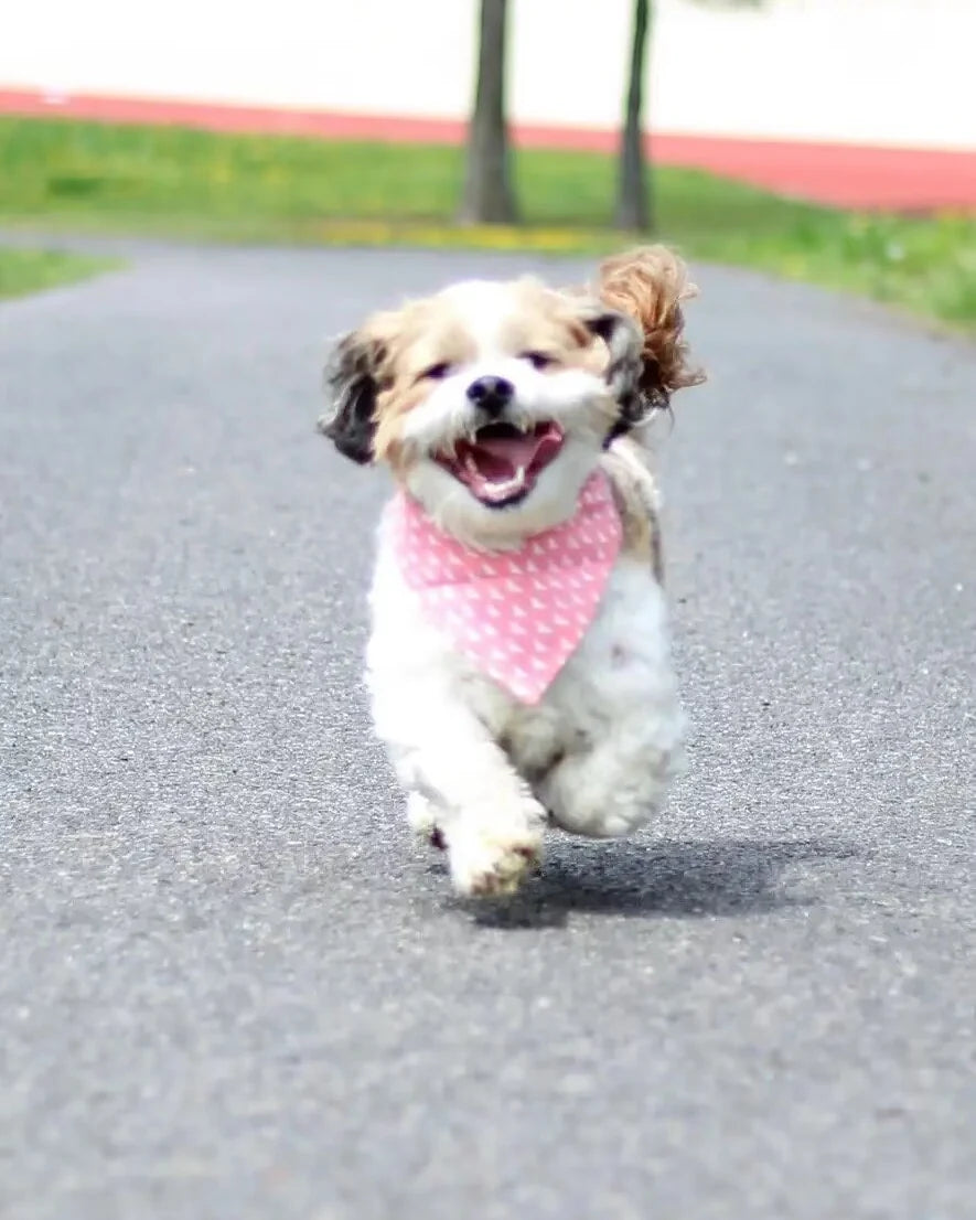 Chaktah running toward the camera in a pink bandana on a paved path.