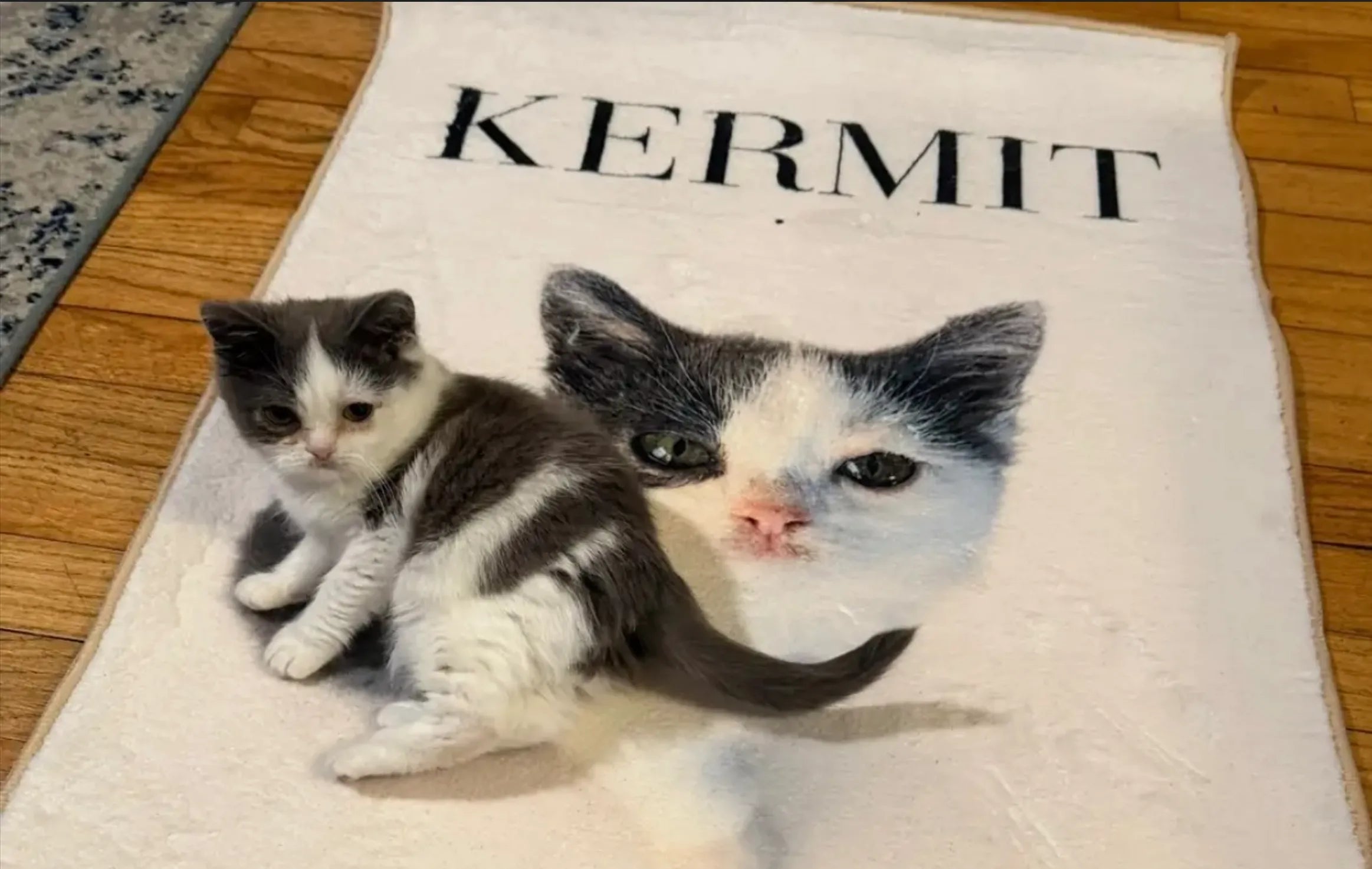 Kermit's Rug Story: From Viral TikTok Kitten to Custom Rug