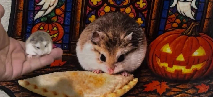 Nugget’s Halloween Hamster Wall Rug: From Snack Photo to Stained Glass