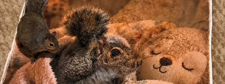 Custom Squirrel Rug for Seymour | A Print Nest