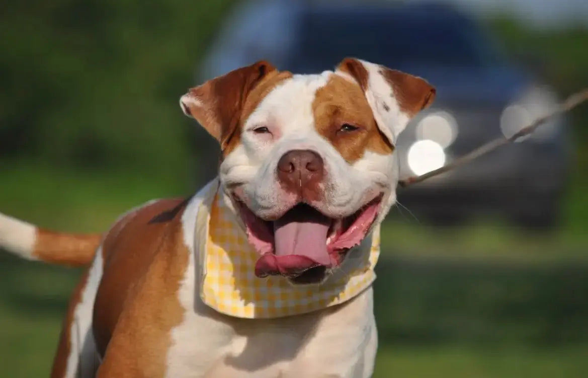 From Shelter to Forever Home: Spud's Custom Pet Rug Story