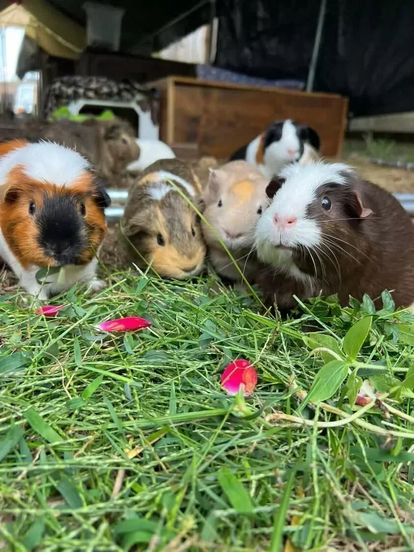 Two Guinea Pigs, One Custom Shaped Rug | Wheeks & Whiskers’ Story