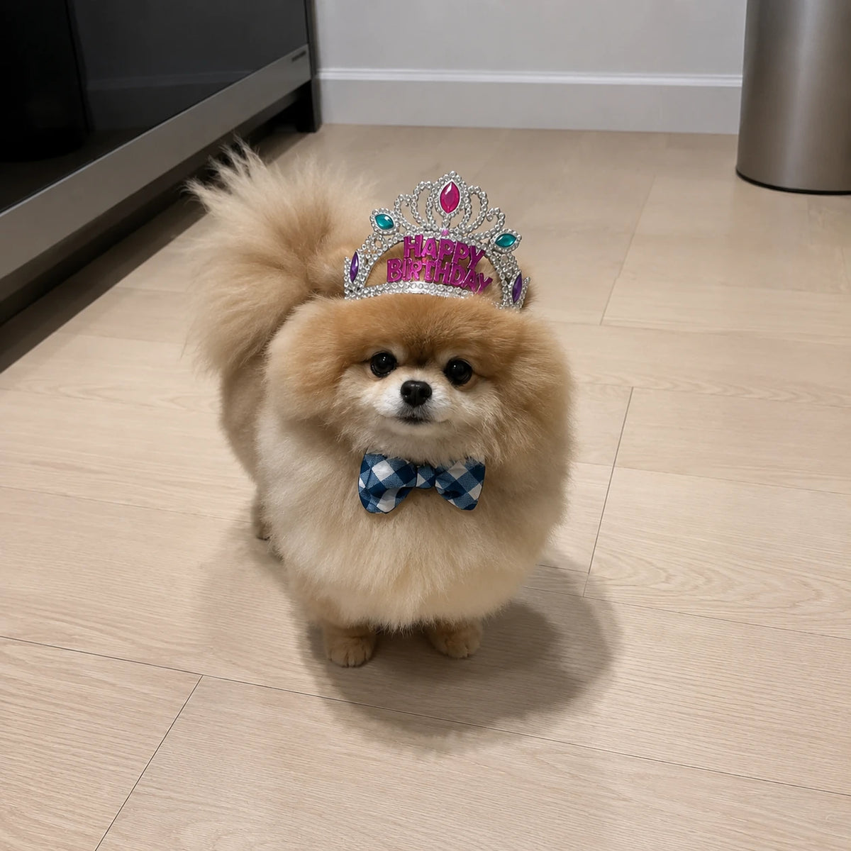 Keanu the Pomeranian wearing a birthday crown and blue gingham bow tie