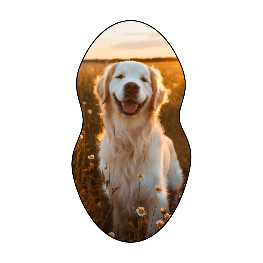 Irregular dog rug bedroom