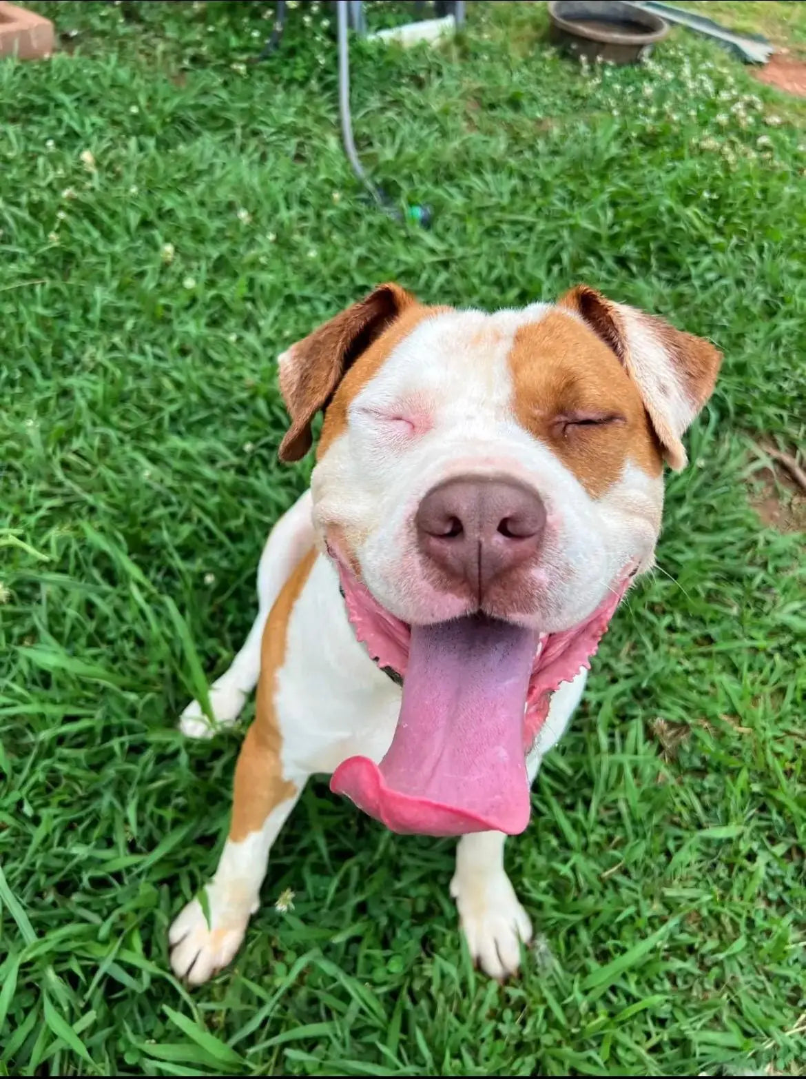 Reference photo of Spud smiling with one eye closed for a custom pet portrait rug.
