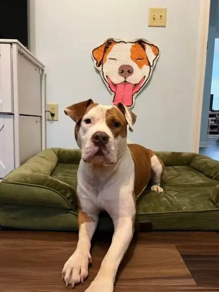 Spud relaxing beneath his custom wall rug displayed above his favorite resting area.